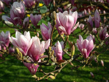 Indlæs billede til gallerivisning Magnolia m/Islandsk mos &lt;br&gt;420 mg  (100 kapsler)